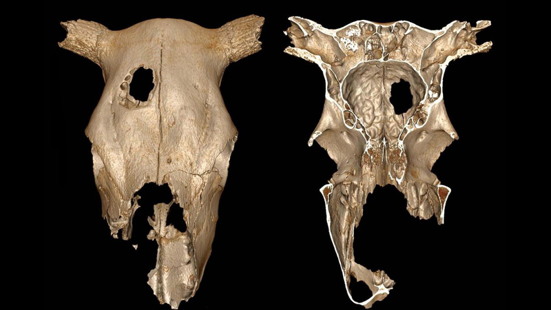 3D reconstruction of the cow skull, showing exterior and interior perspectives.